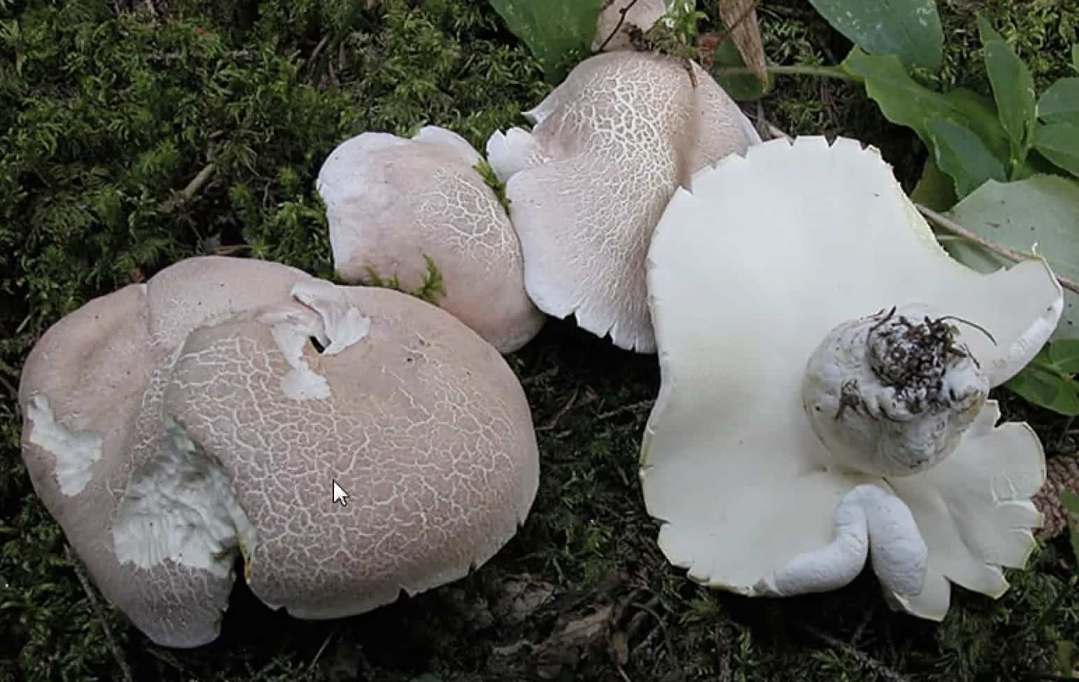 AlbarellusOvinus