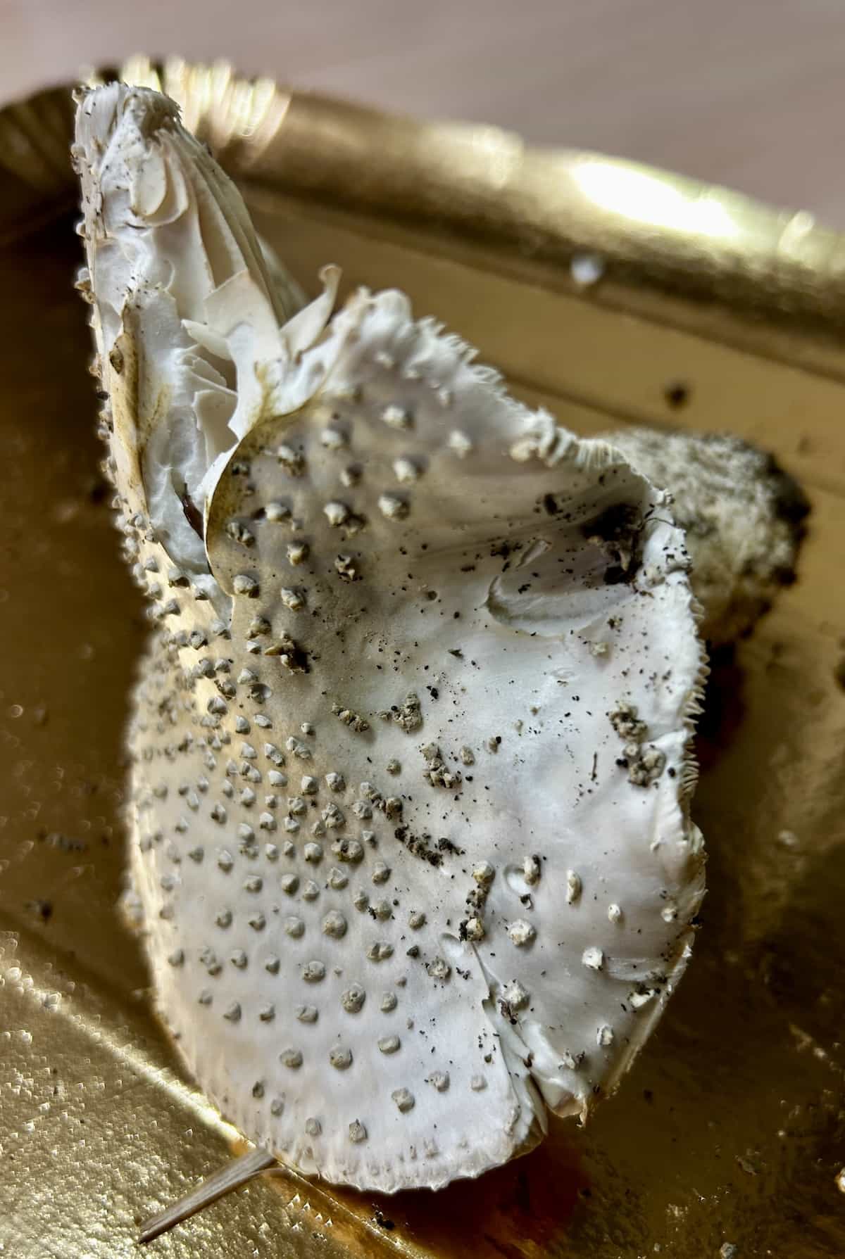 AmanitaEchinoderma