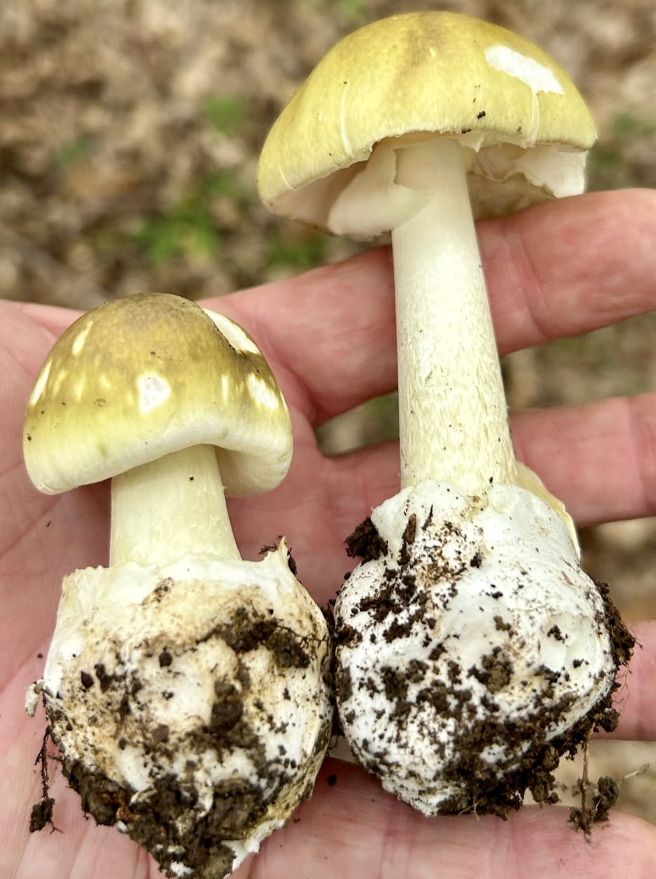 AmanitaPhalloides