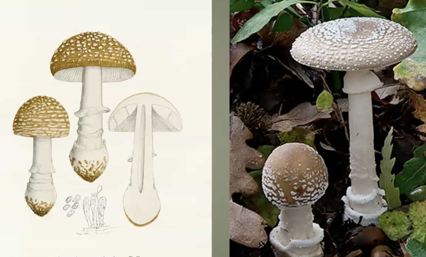 Amanitapantherina