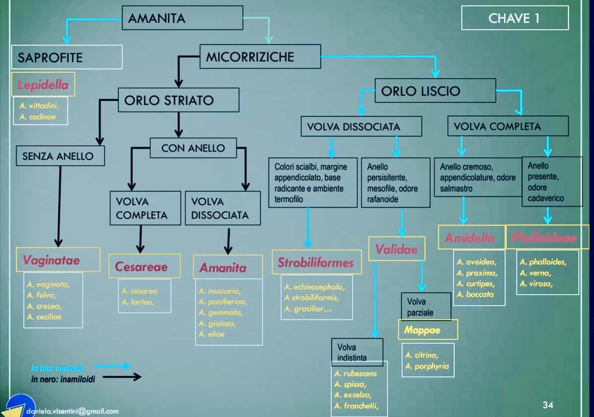 Amanite1