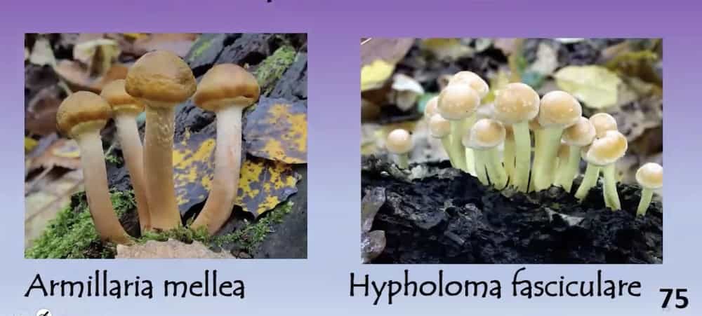 ArmillariaHypholoma