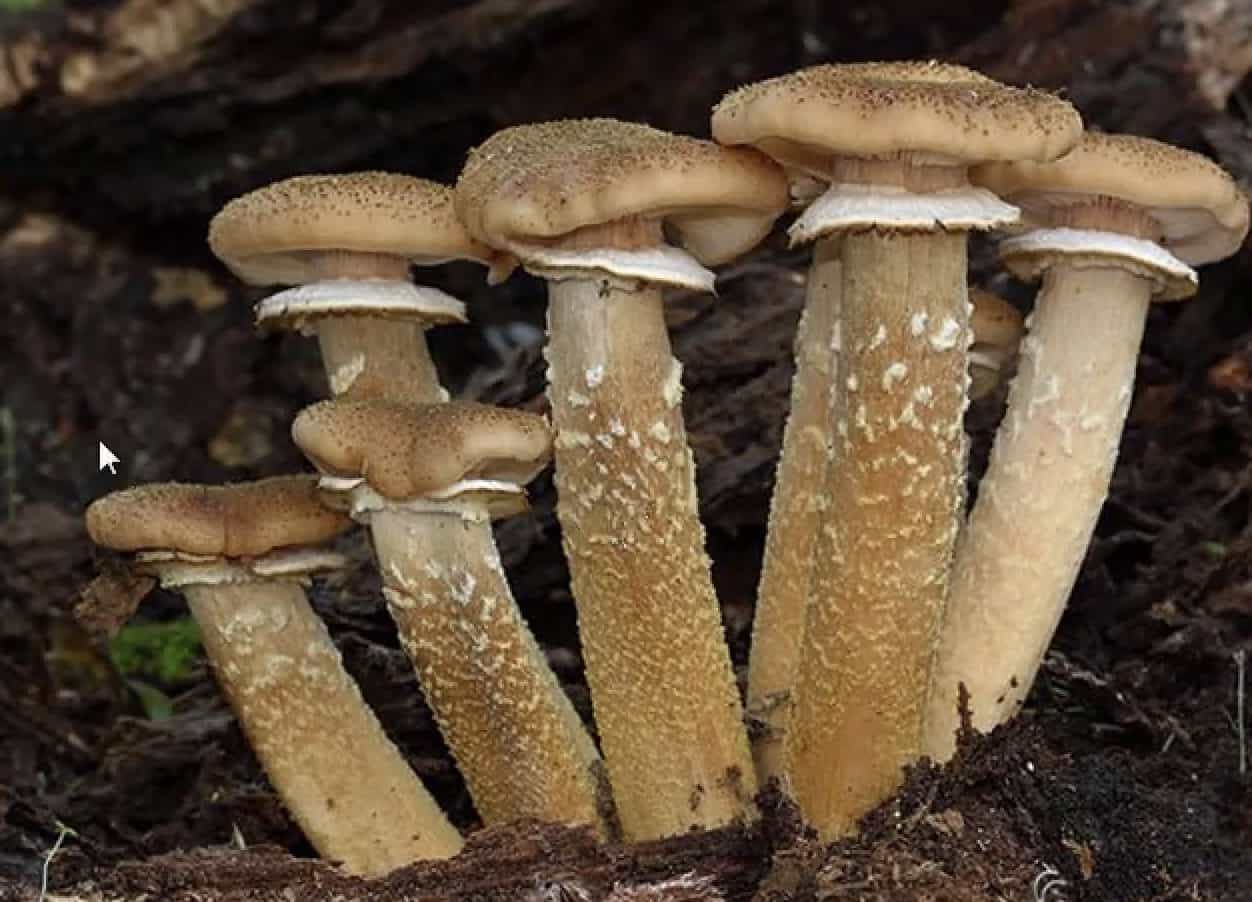 ArmillariaOstoyae