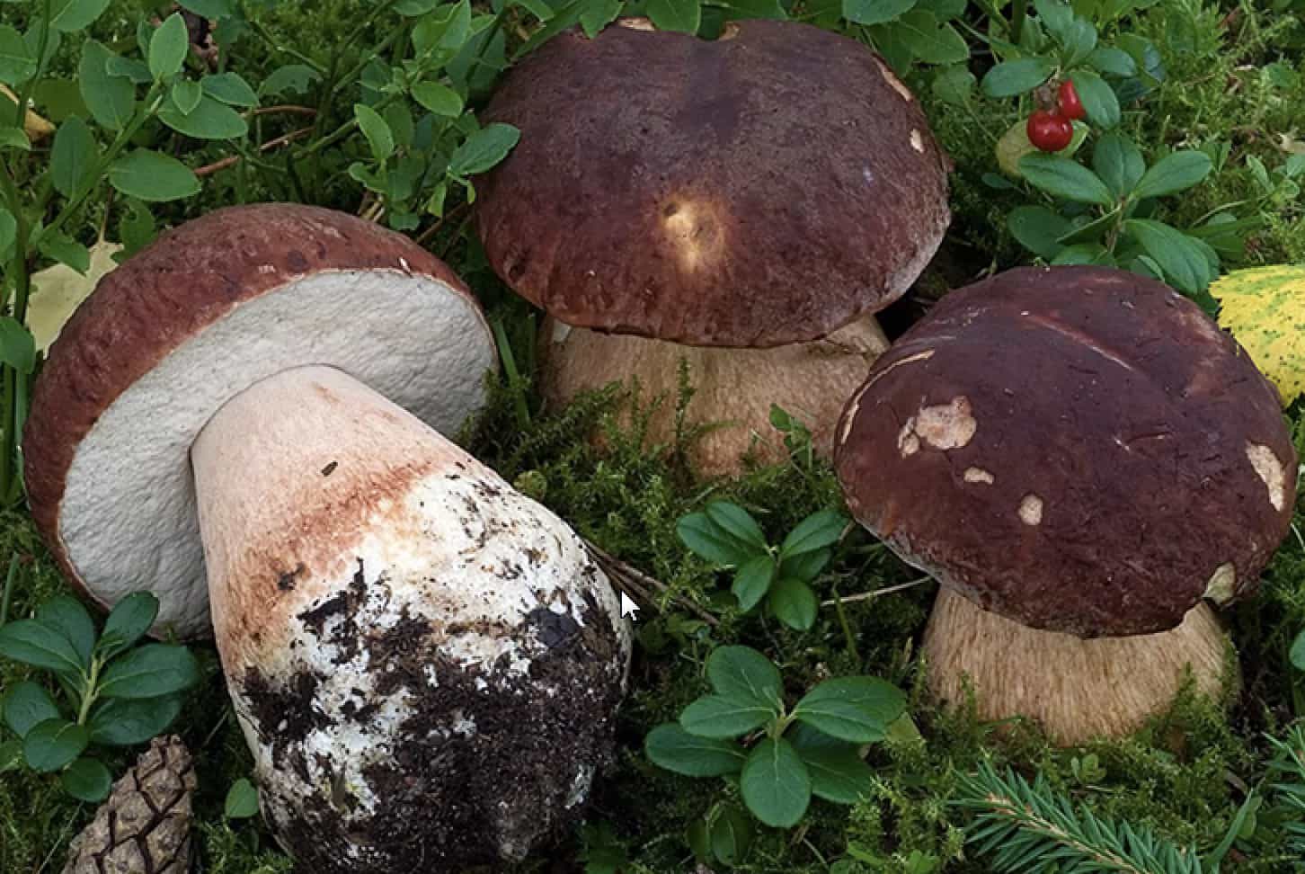 BoletusPinophilus