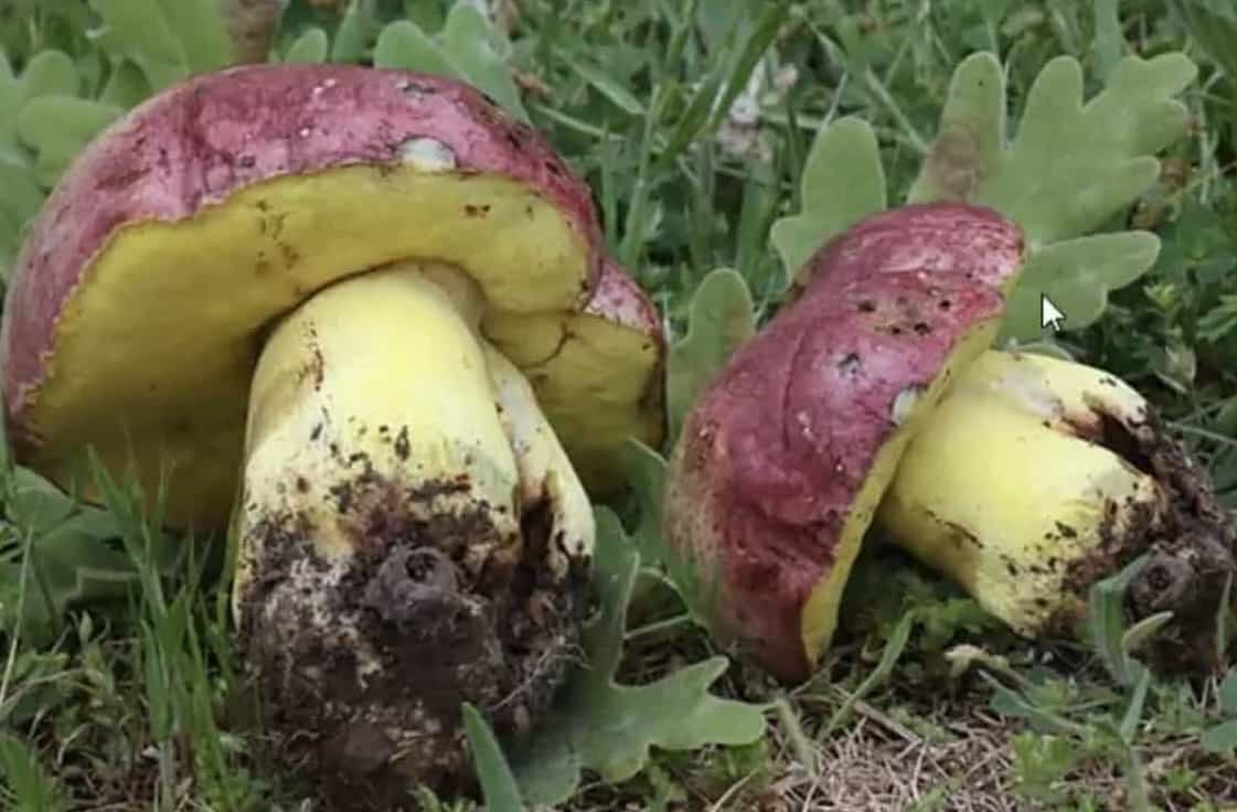 ButyriboletusRegius1