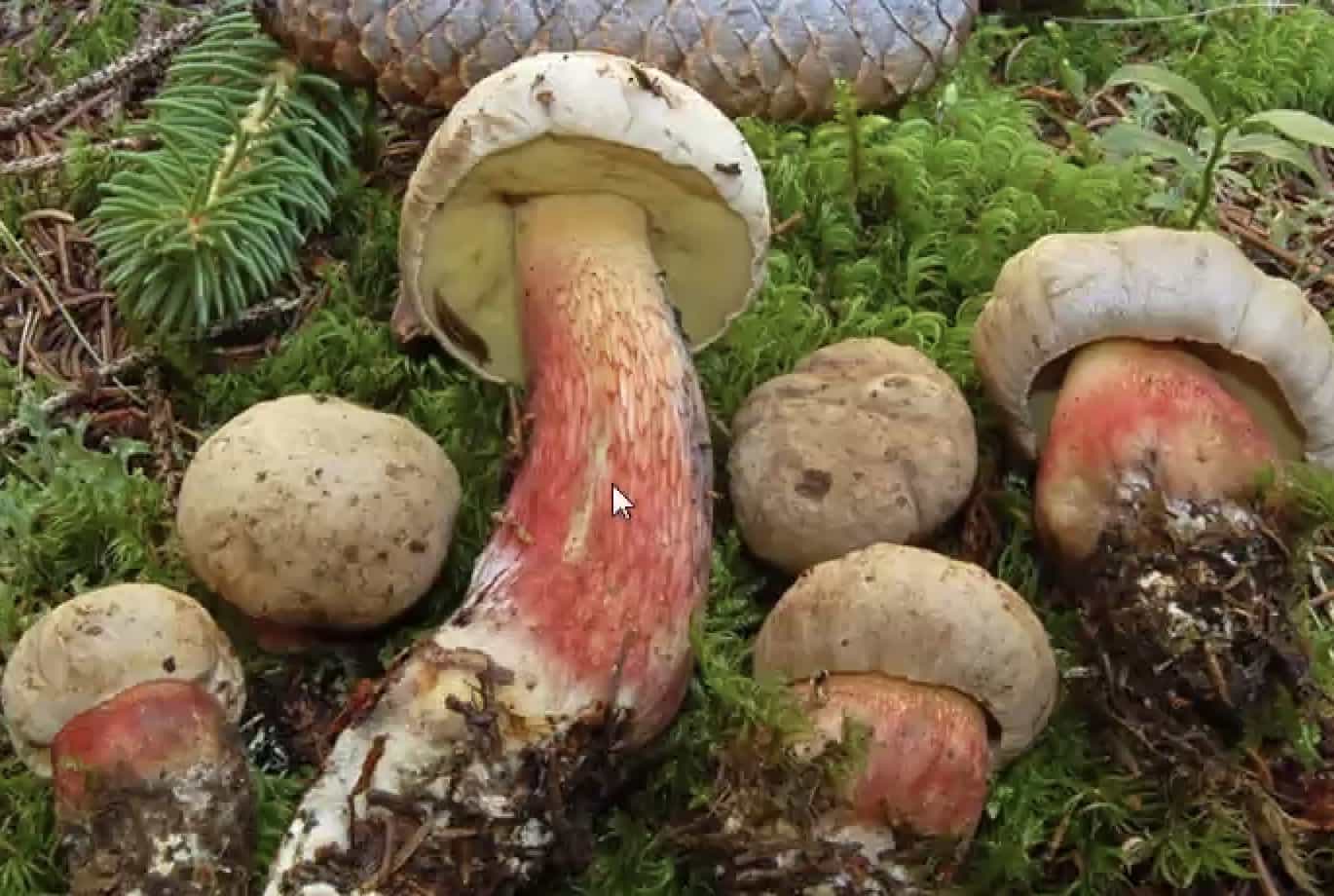 CaloboletusCalopus copia