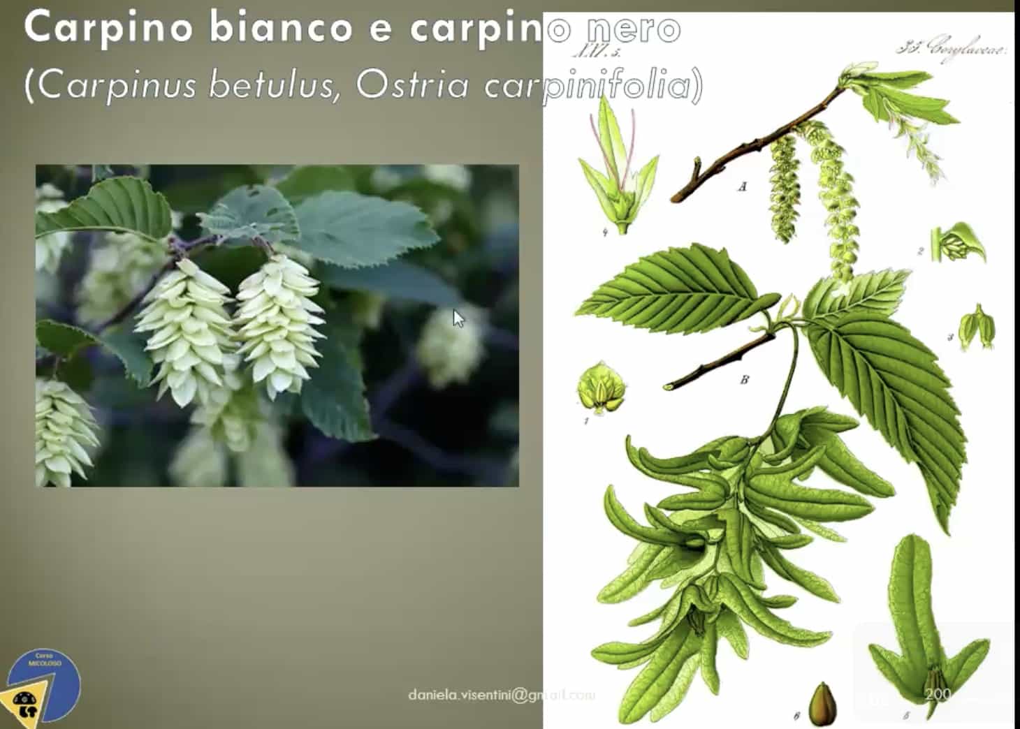 CarpinoBianco