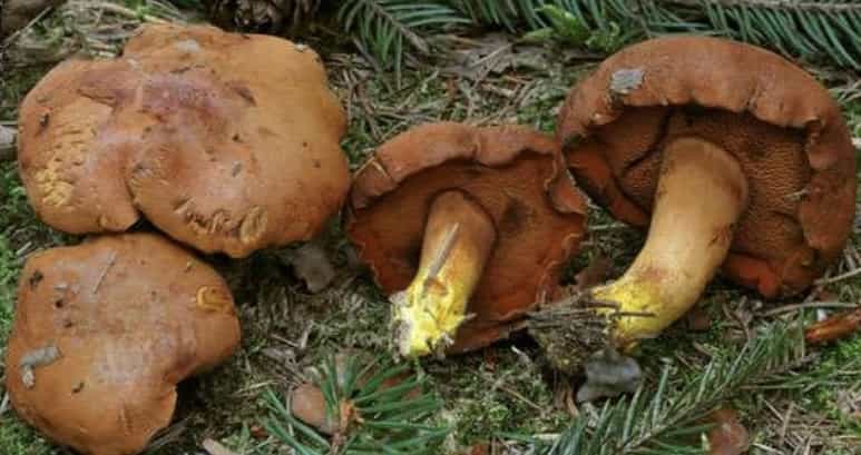 ChalciporusPiperatus