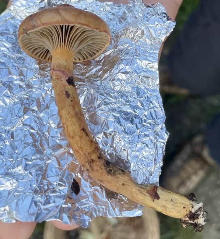 ChrogomphusRutilans2