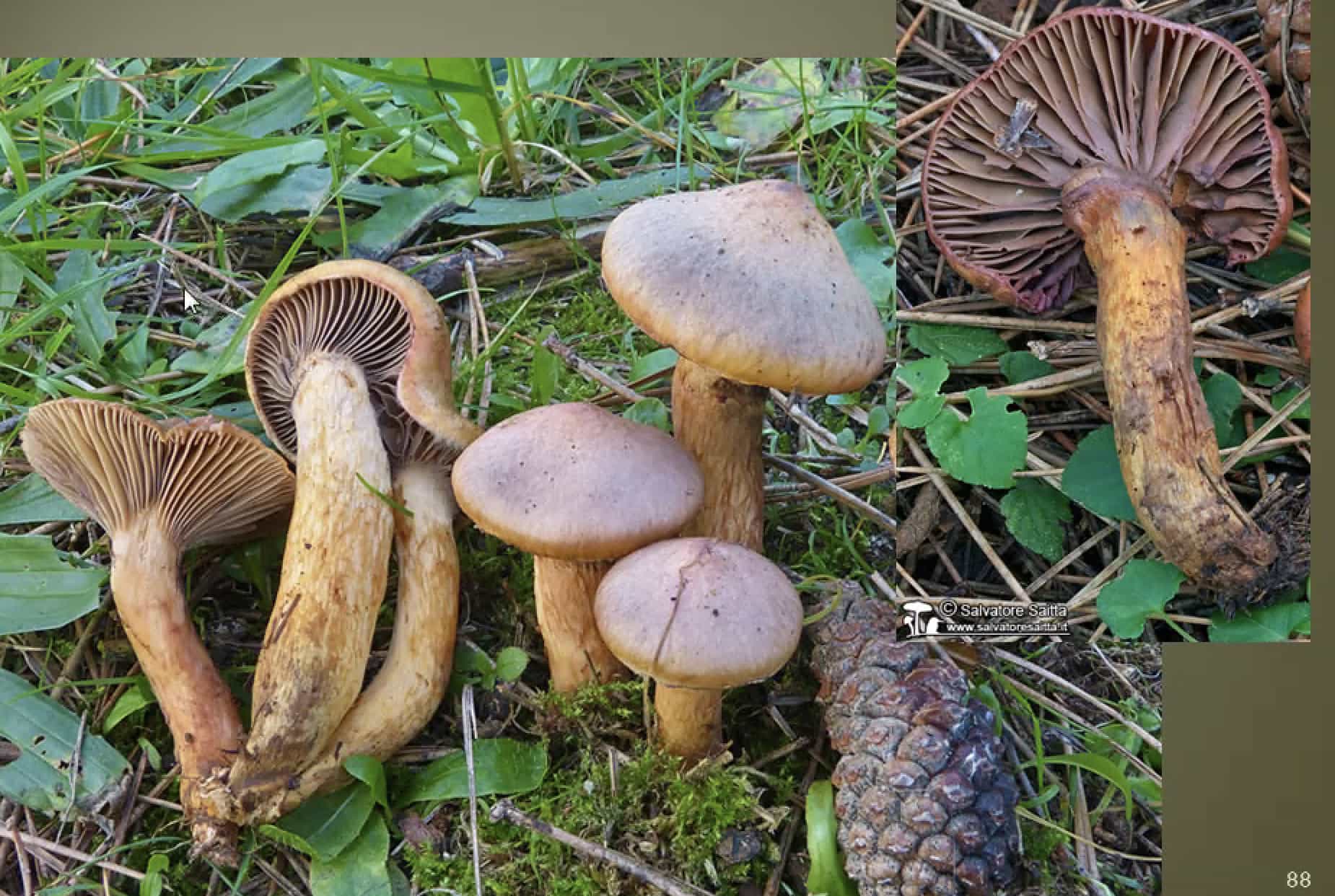 ChroogomphusRutilus