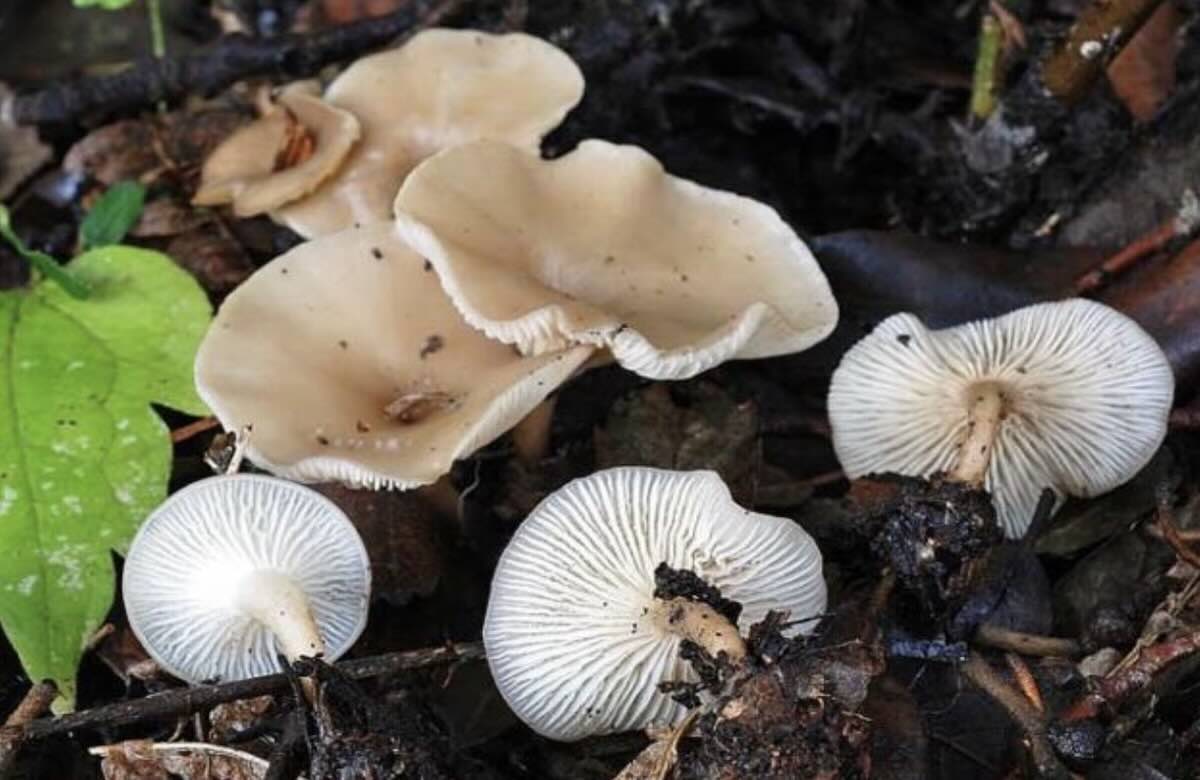 ClitocybePhaeophtalma