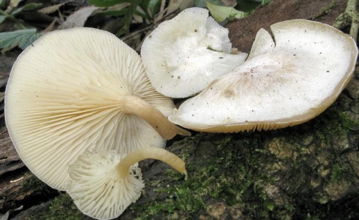 ClitocybeSezCAndicantes