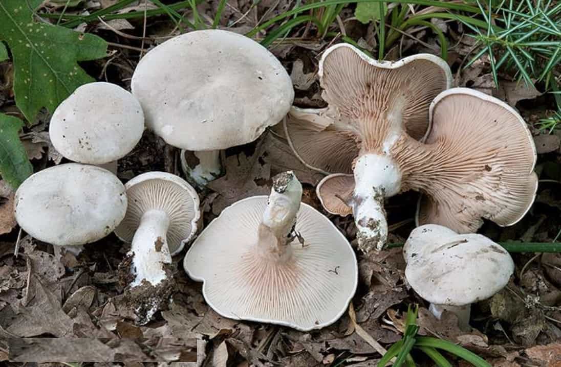 ClitopilusPrunulus