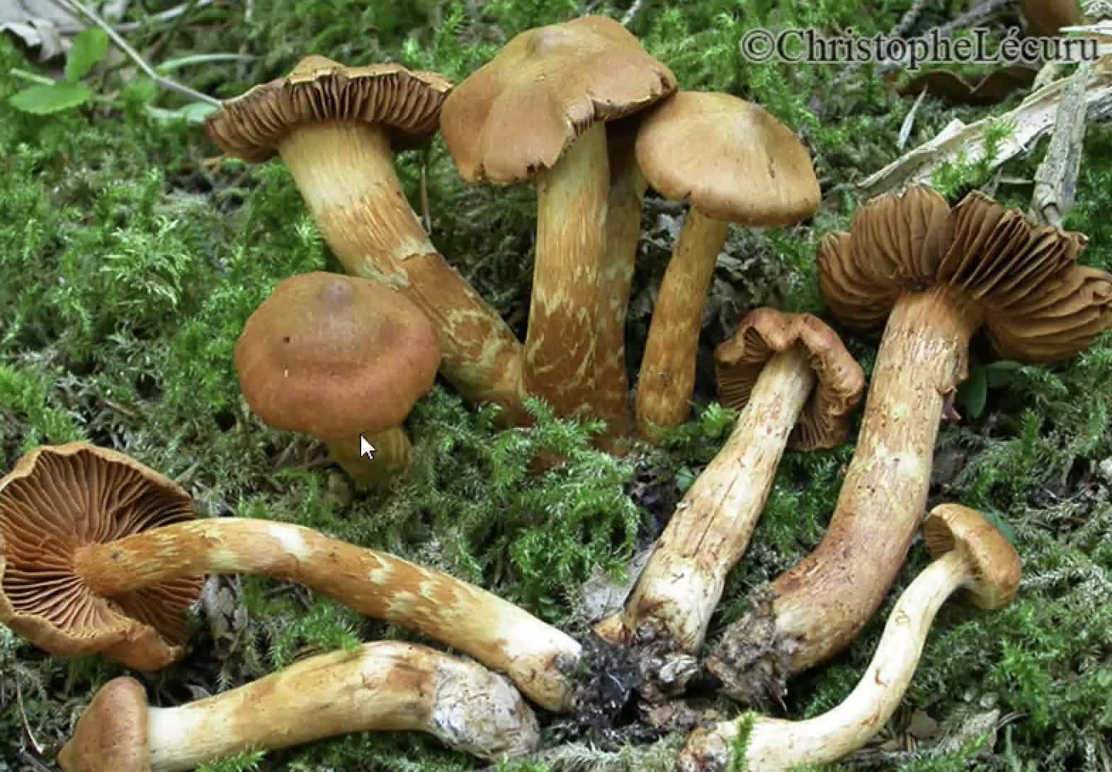 CortinariusRobellus