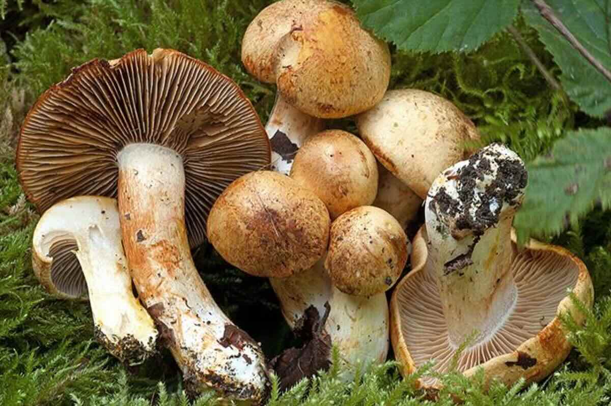 CortinariusRubicondulus