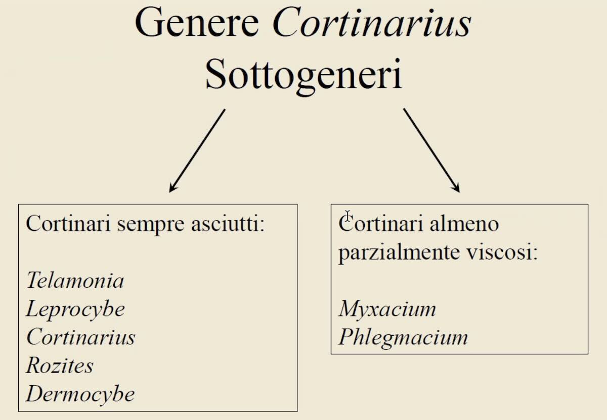 CortinariusSottogeneri