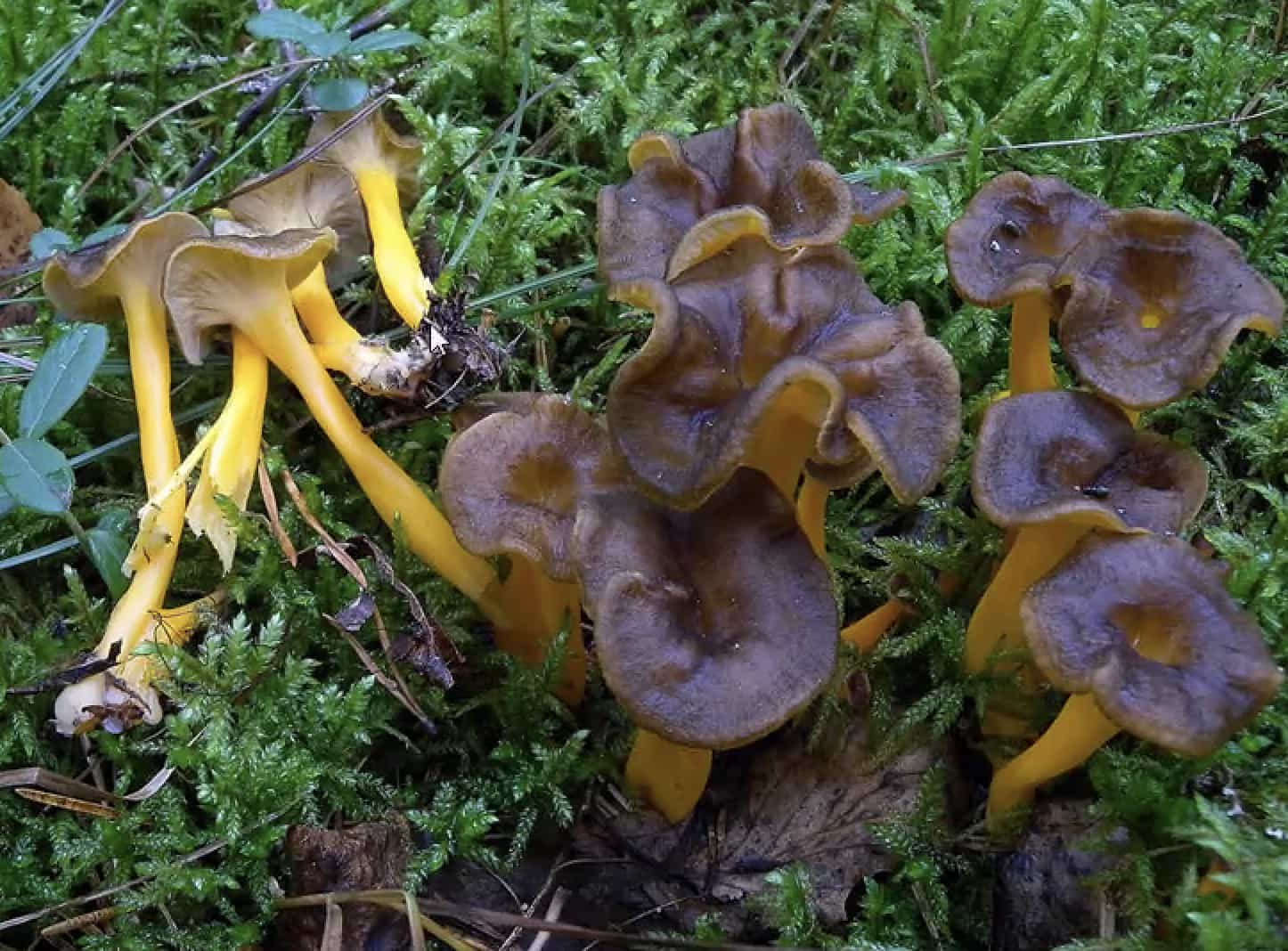 CratherellusLutescens