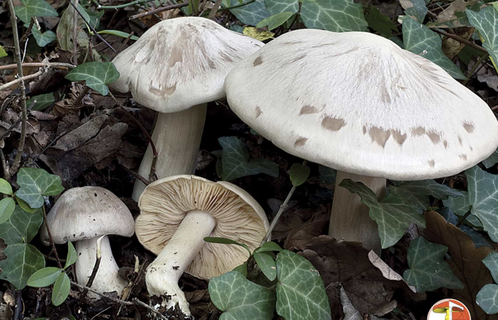 EntolomaSinuatum3