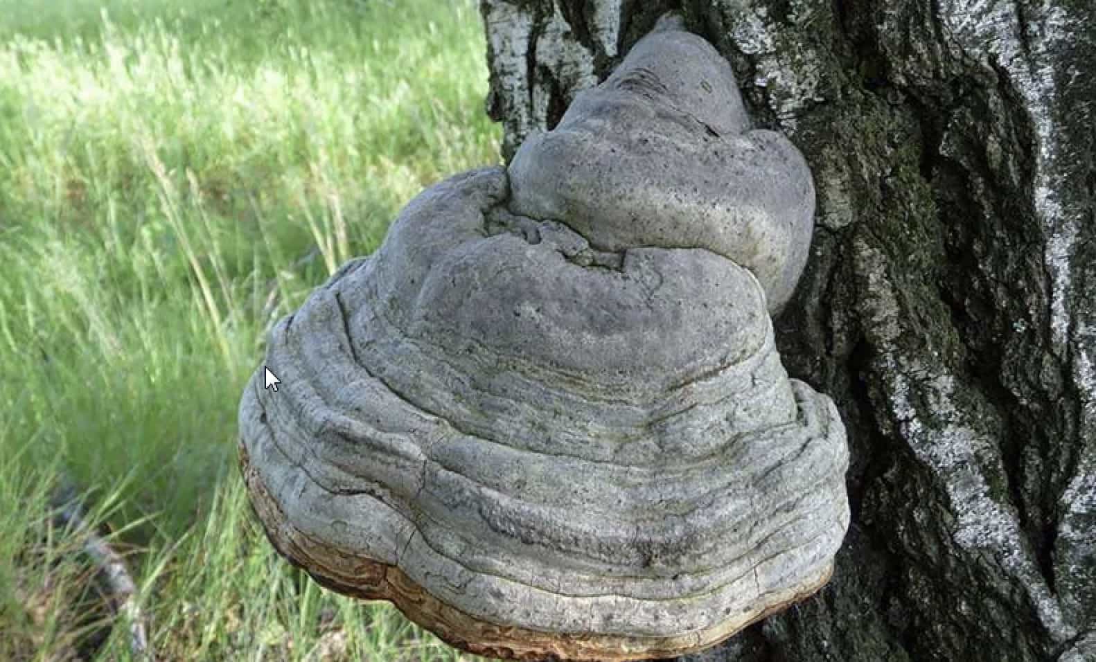 FomensFomentarius
