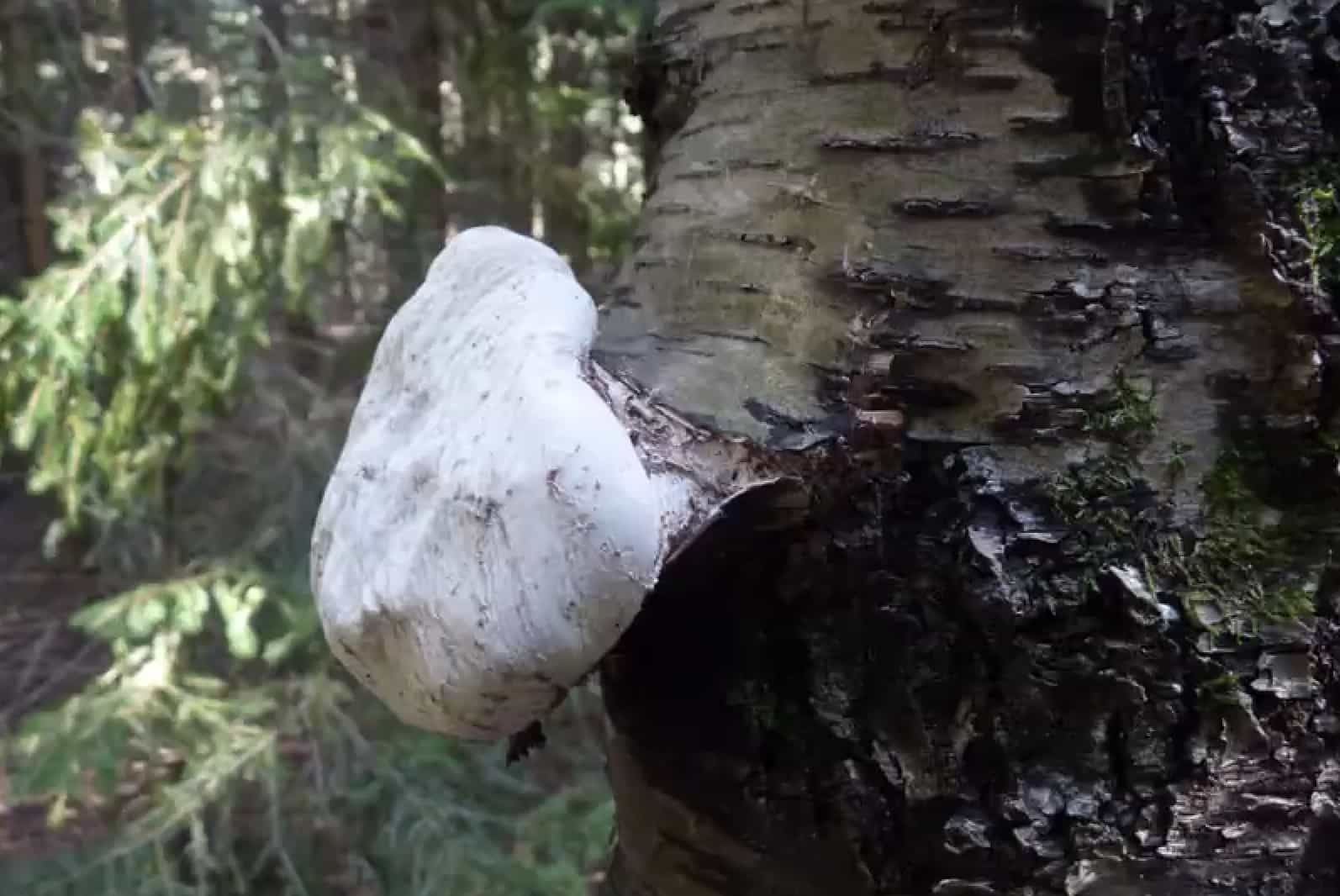 FomitopsisBetullinus