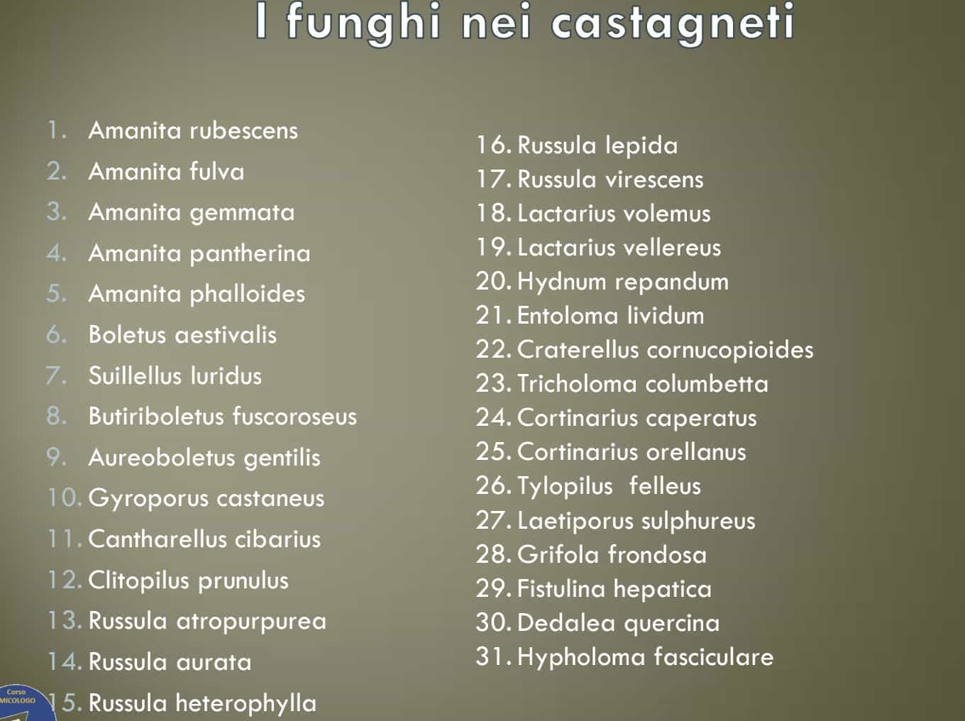 FunghiSottoCastagno