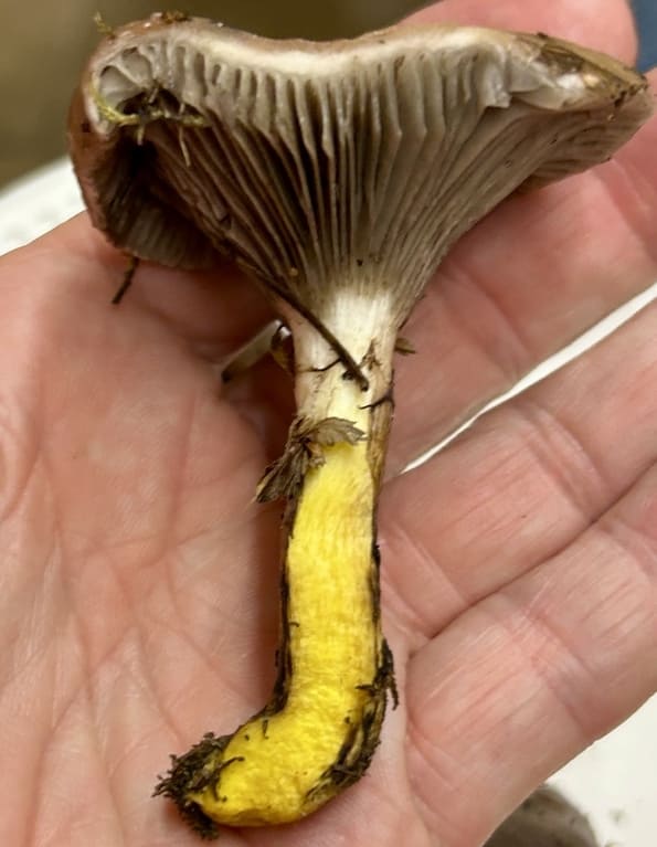 GomphidiusGlutinosus