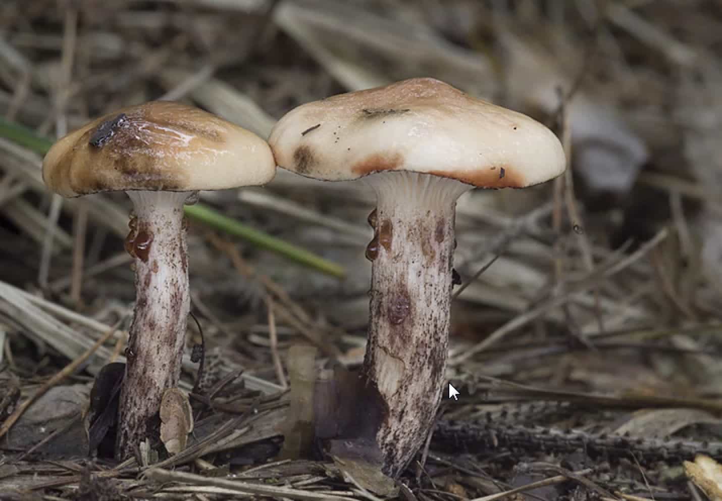 GomphydiusMaculatus