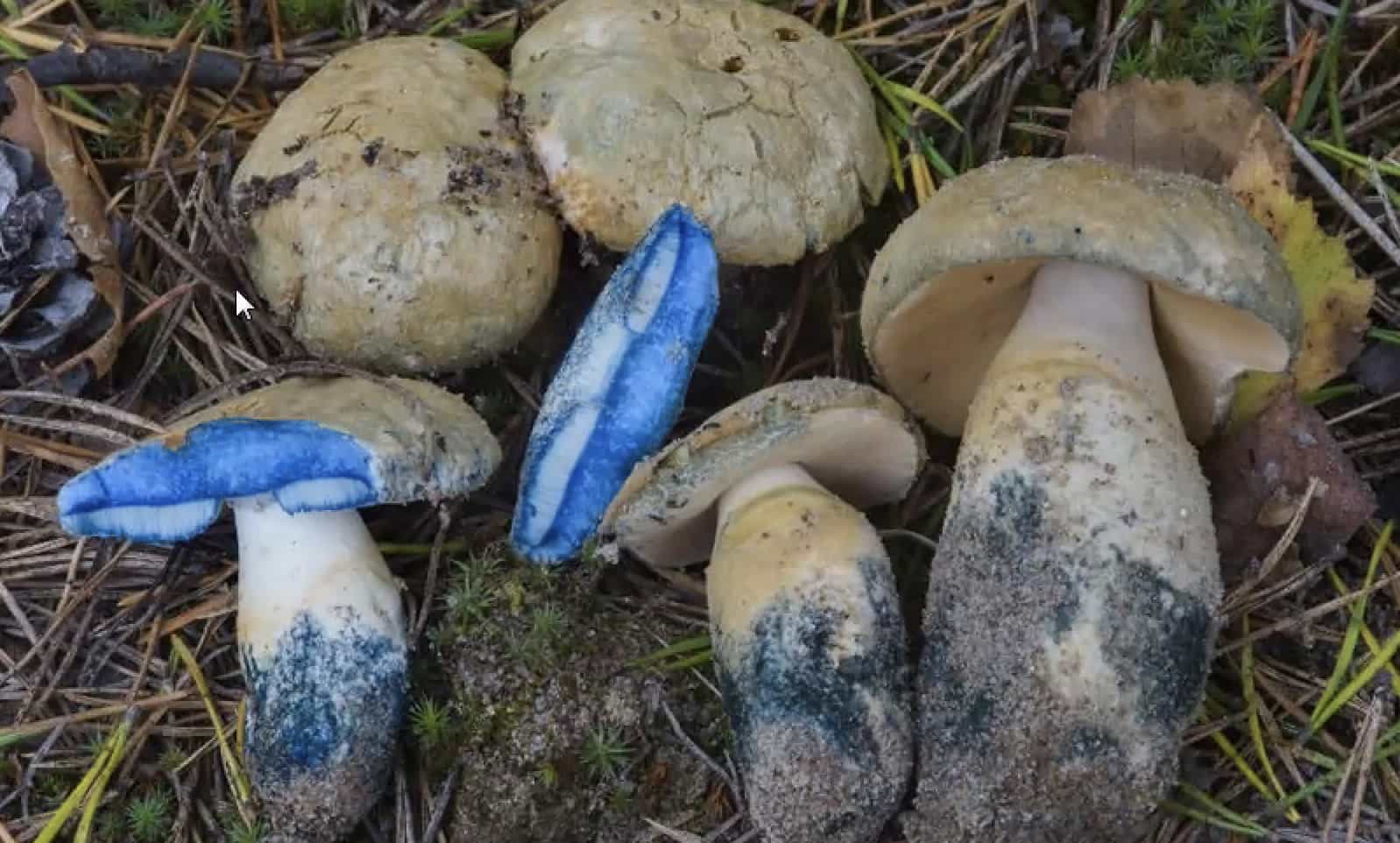GyroporusCyanescens