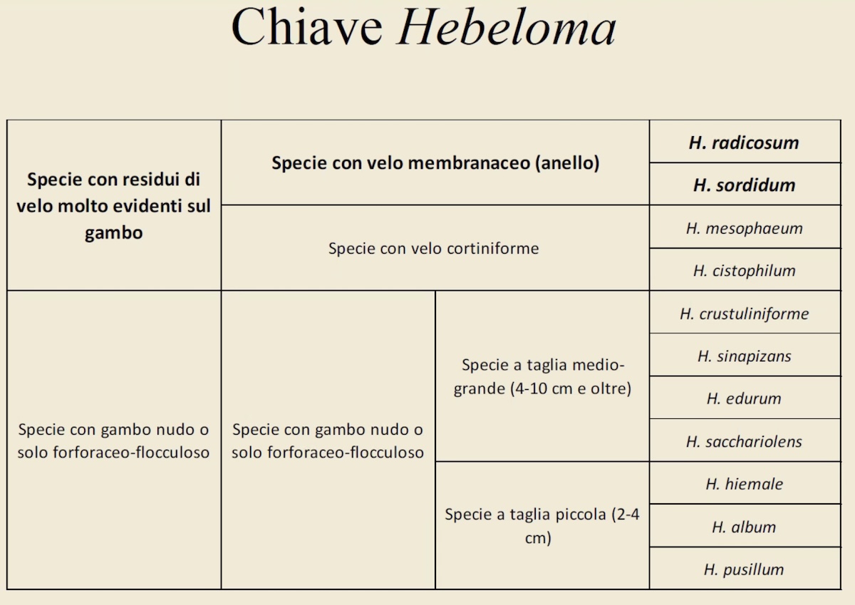Hebeloma