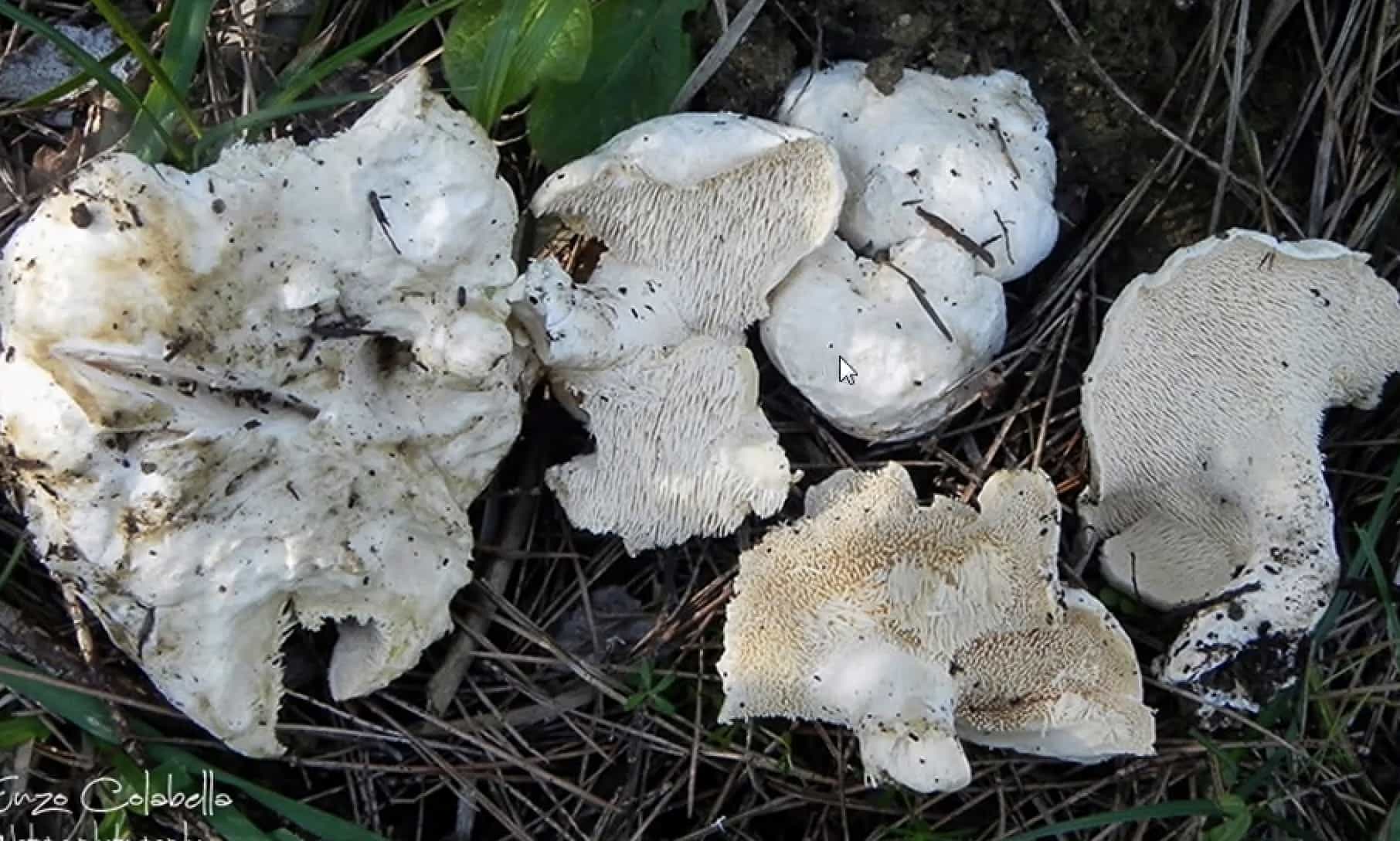 HydnumPallidum