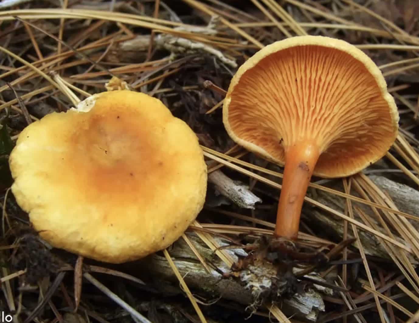 HygrophoropsisAurantiaca