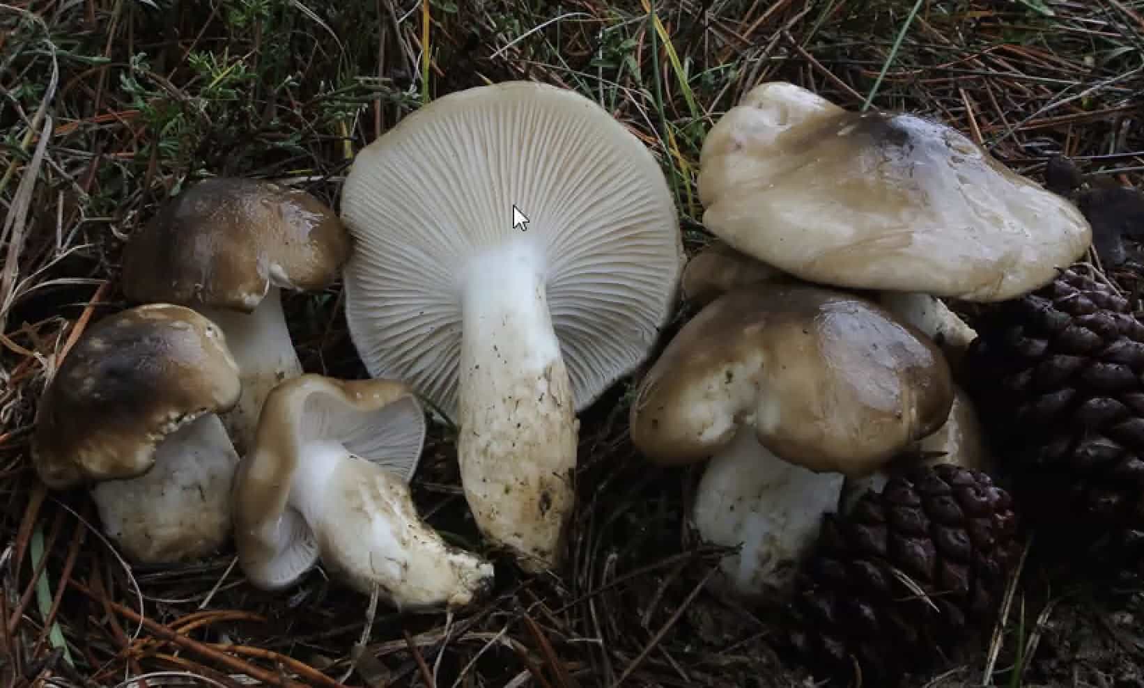 HygrophorusLatitabundus