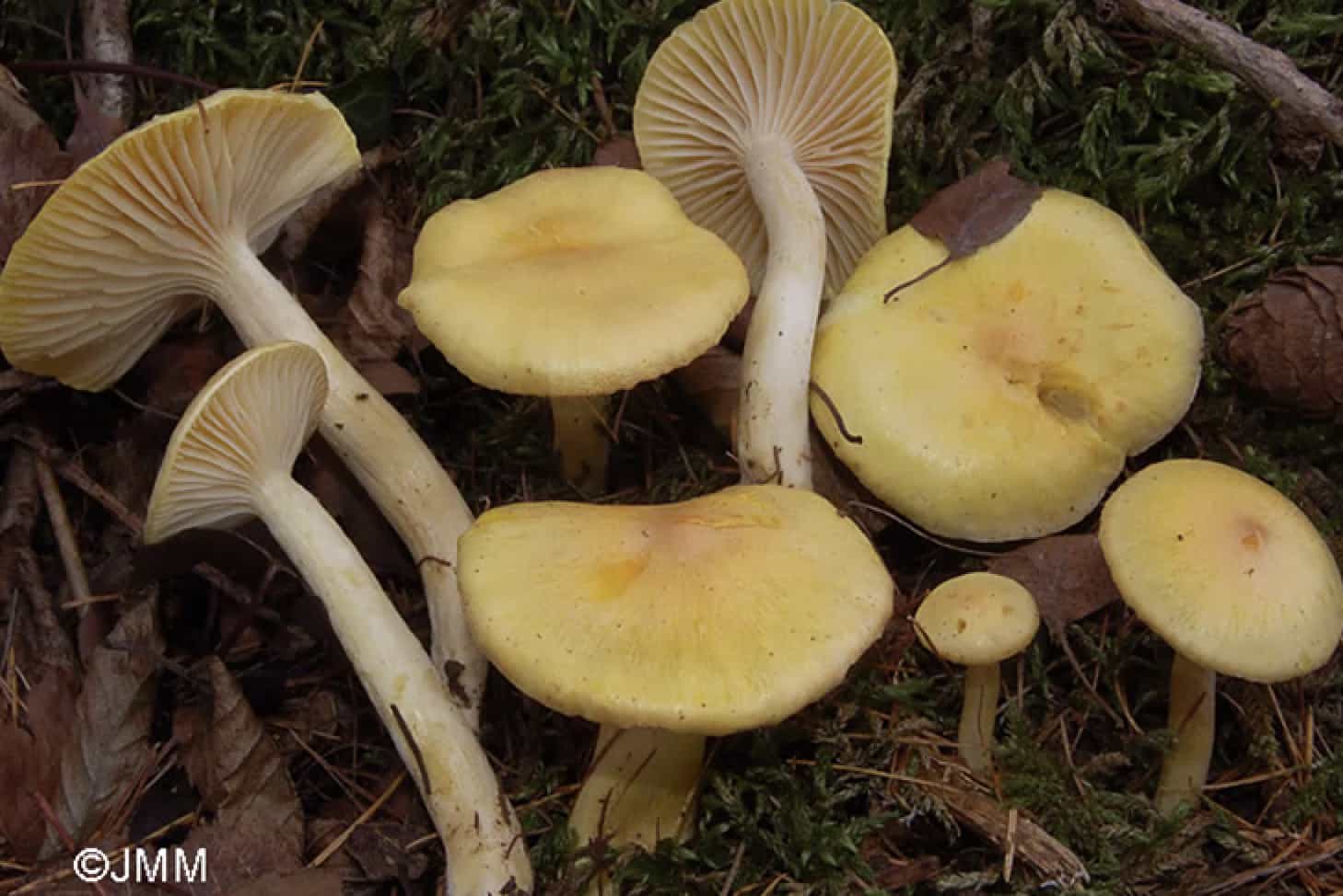 HygrophorusLucorum
