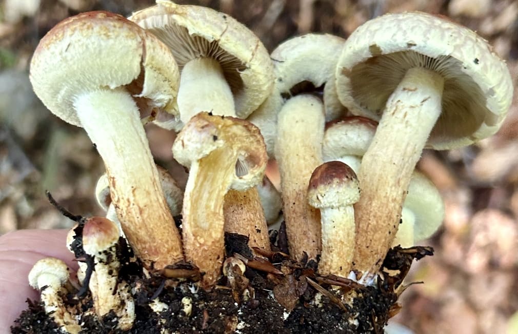 HypholomaLateritium
