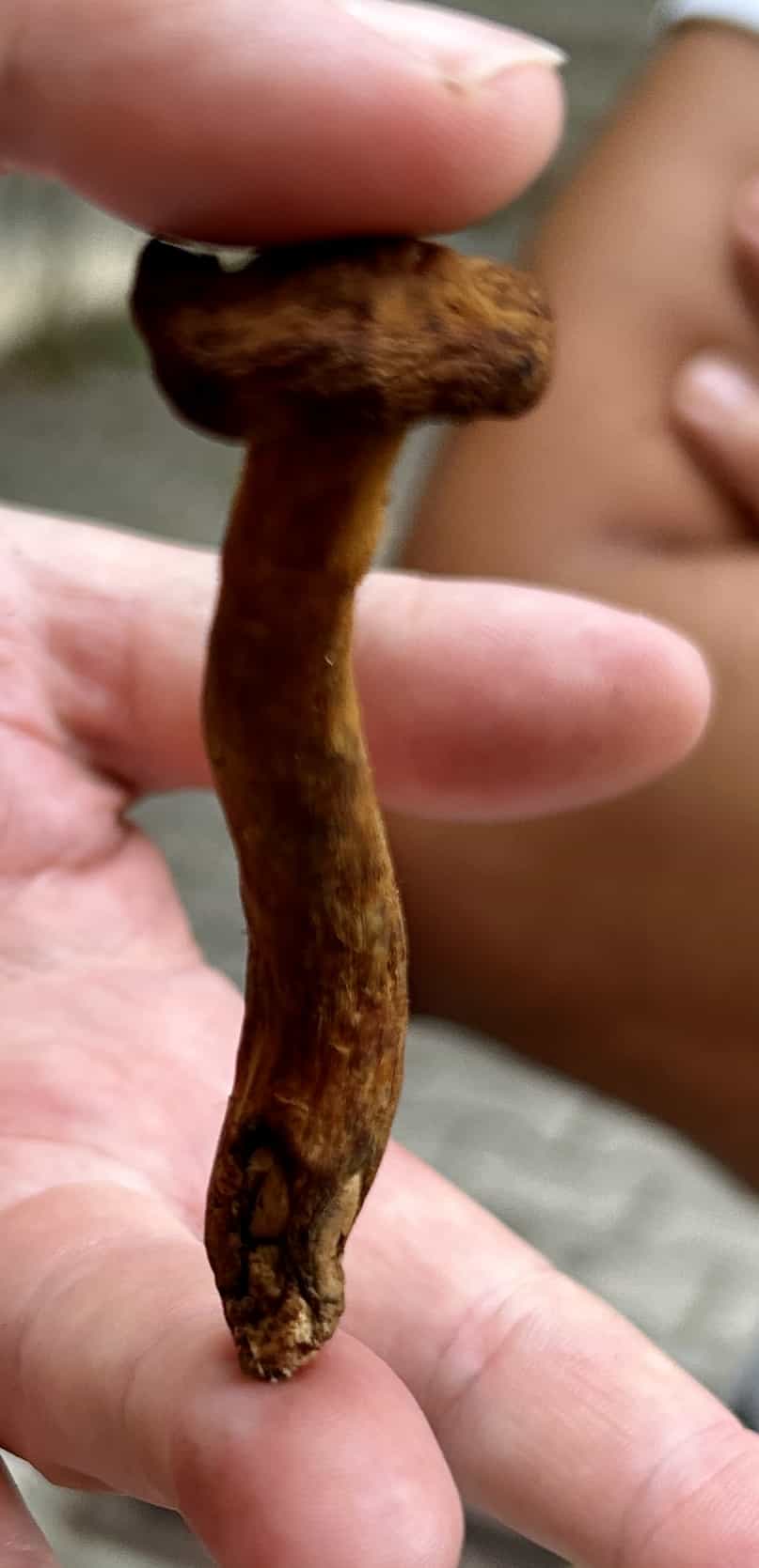 IMG 6847Cortinarius speciosissimus