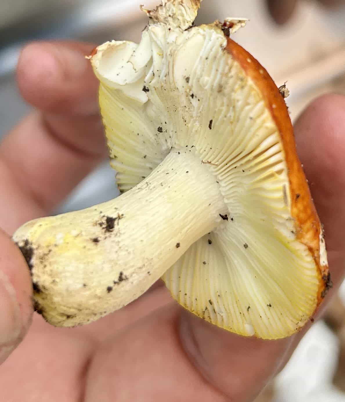 IMG 7024RussulaAurata