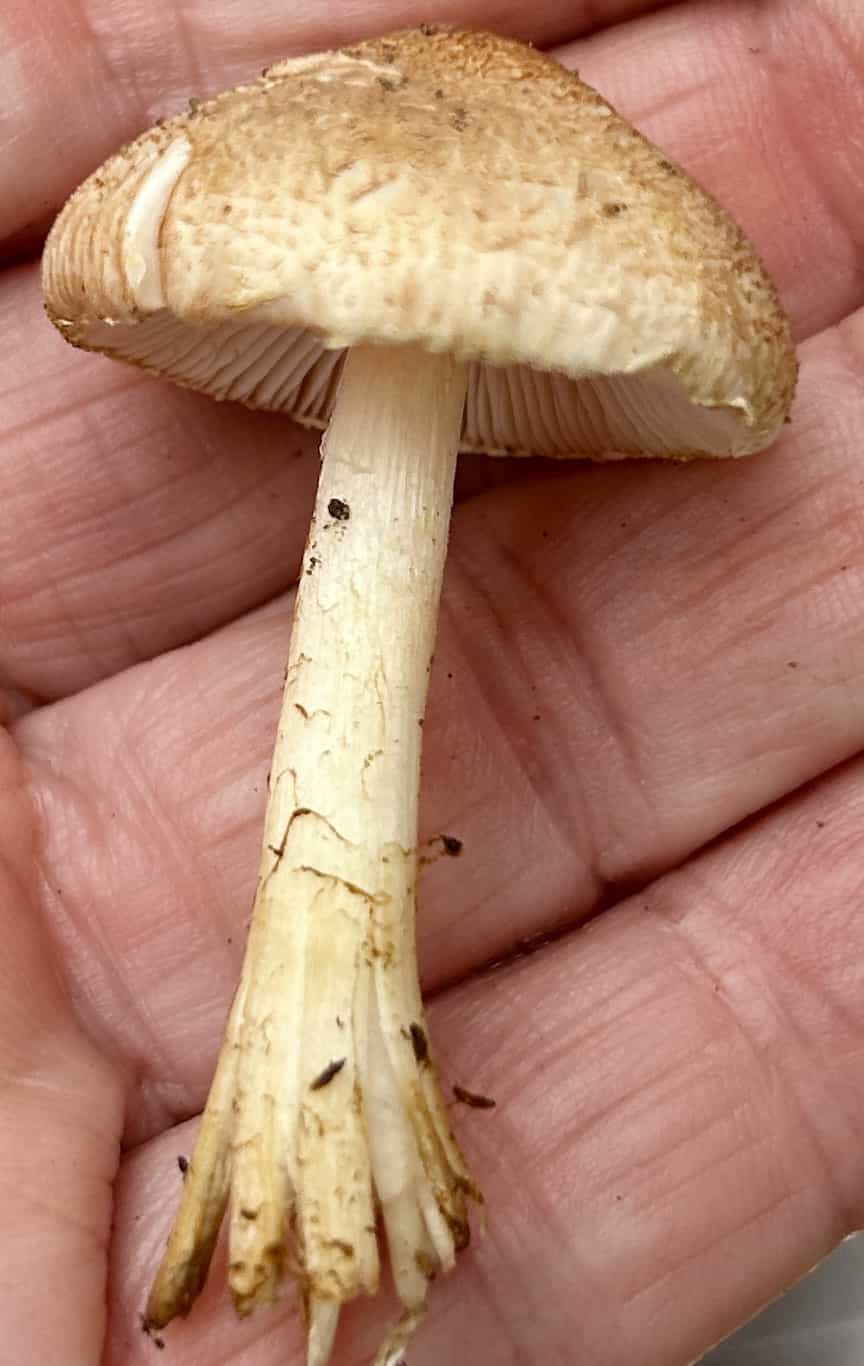 IMG 7132Lepiota