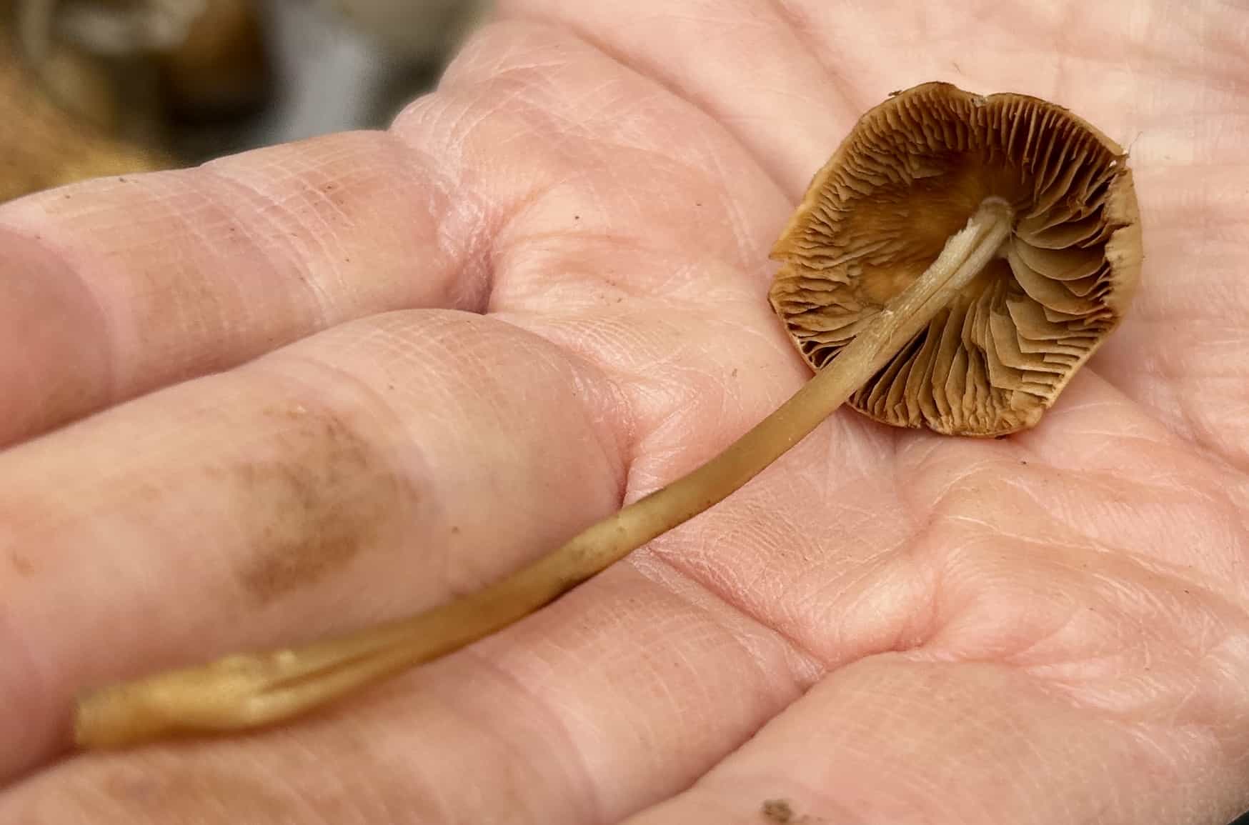 IMG 7139Conocybe