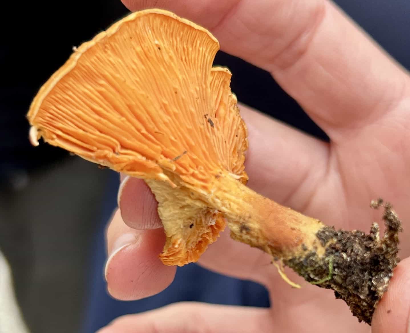 IMG 7161HygrophoropsisAurantiaca