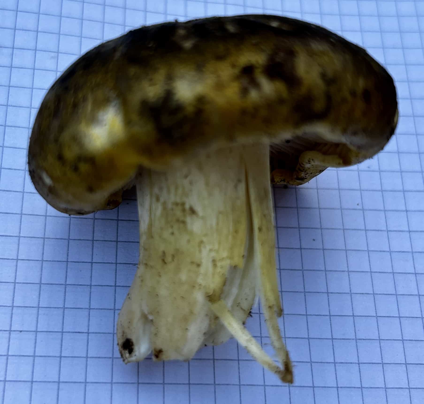 IMG 7176TricholomaSejunctum