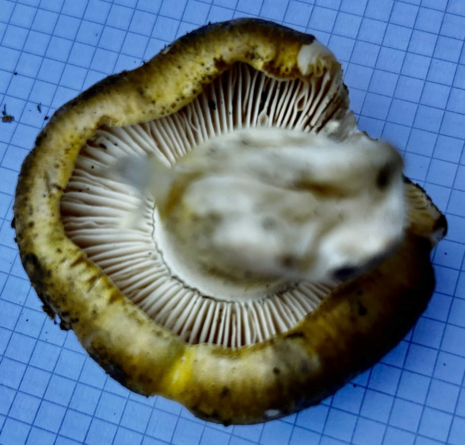 IMG 7177TricholomaSejunctum1