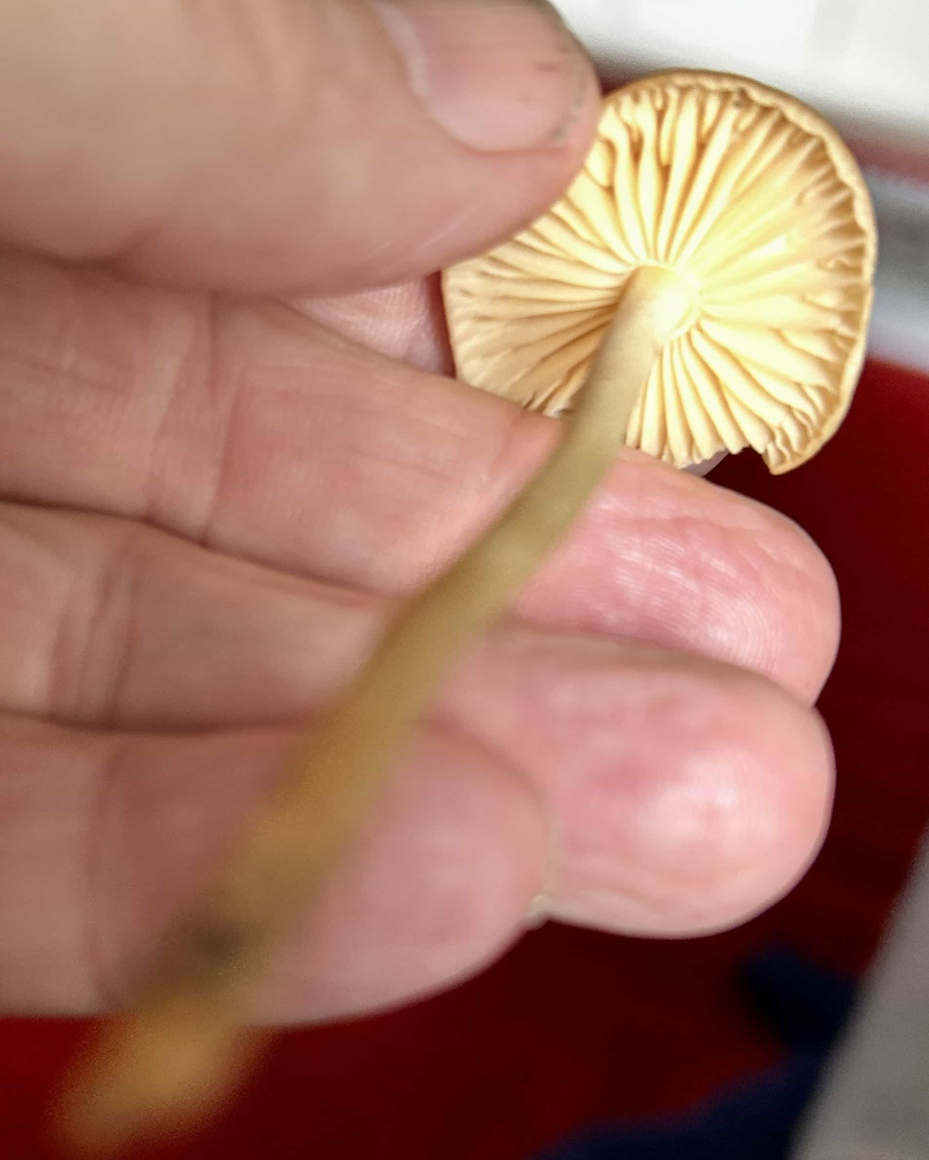 IMG 7226Marasmius