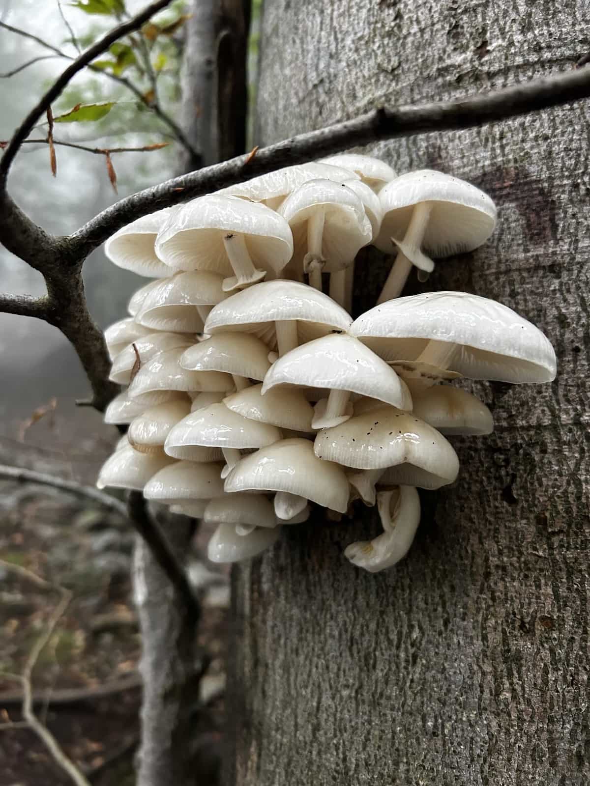 IMG 7230mucidula