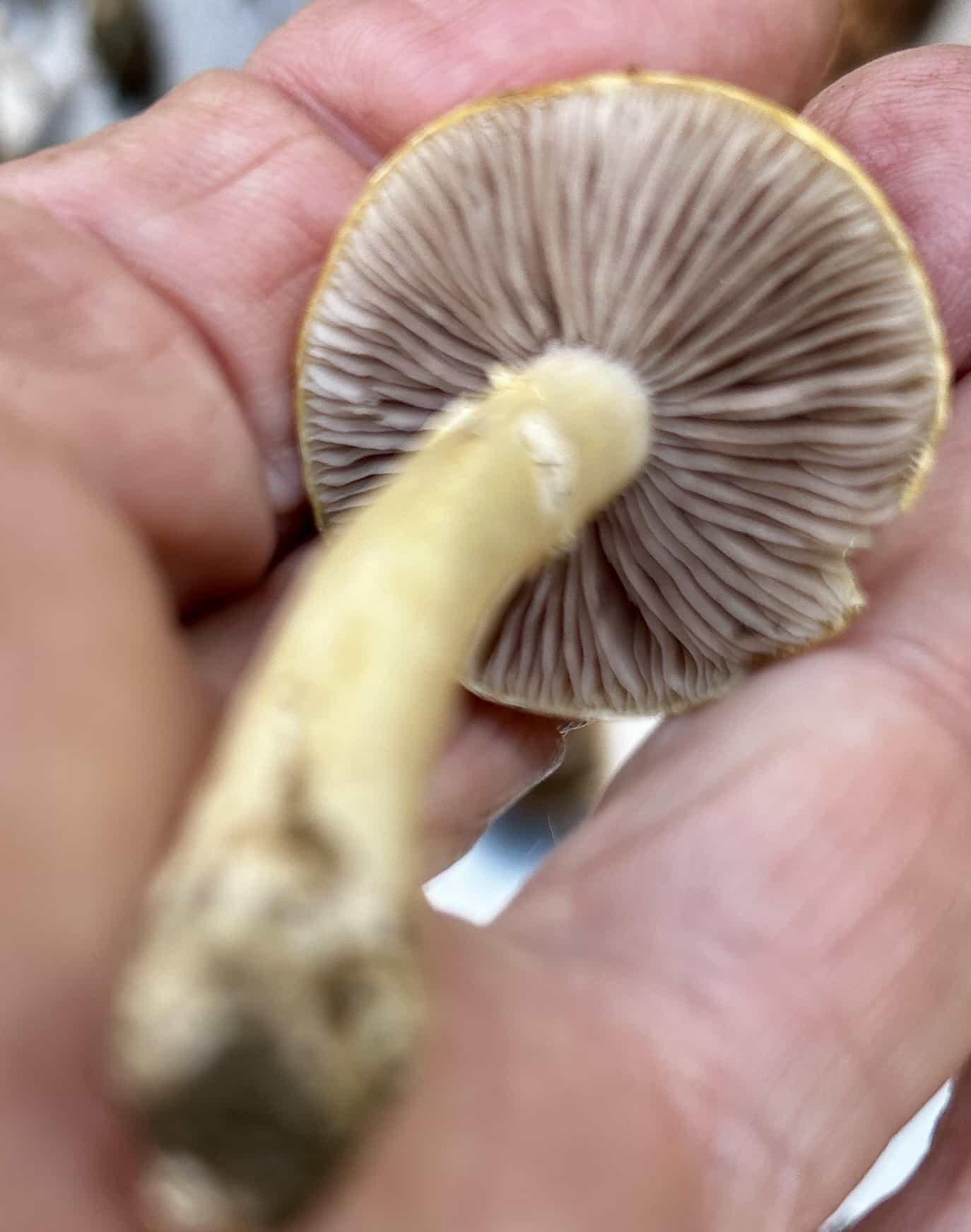 IMG 7287Stropharia