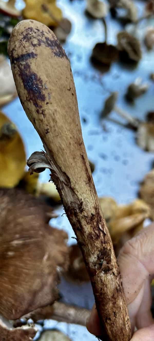 IMG 7289ClavariagelphusPistillaris