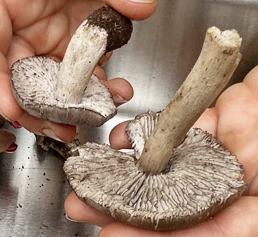 IMG 7320Tricholoma