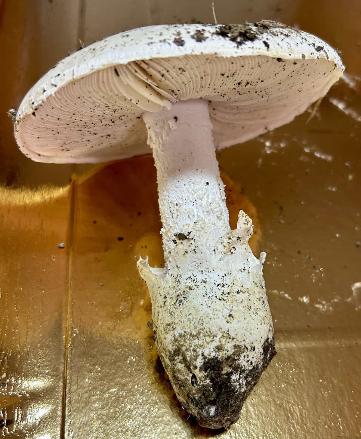 IMG 7342AmanitaOvoidea