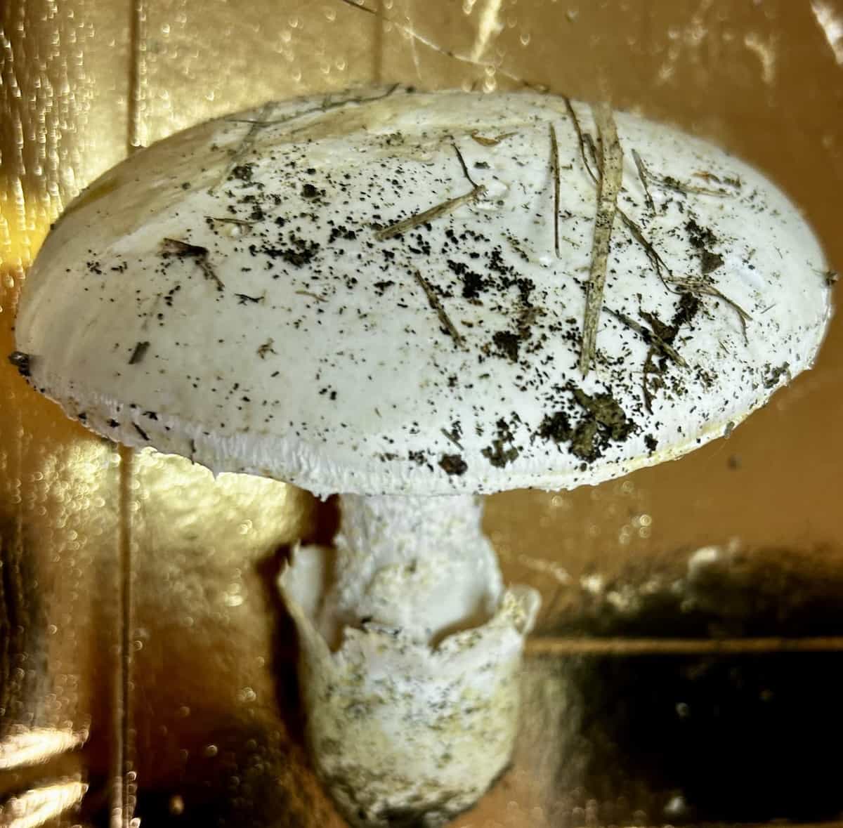 IMG 7343AmanitaOvoidea