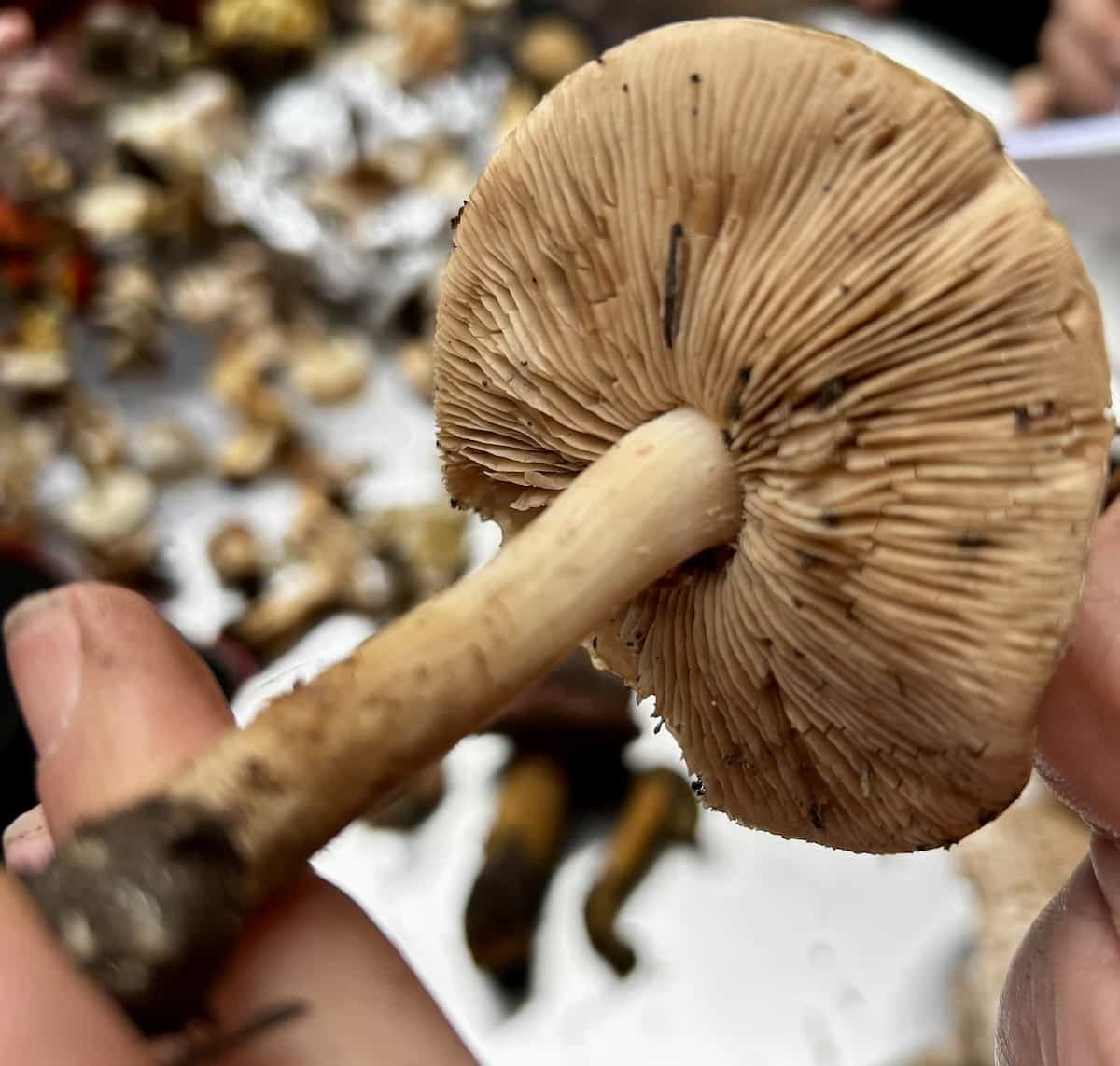 IMG 7372HebelomaSimilCortinarius