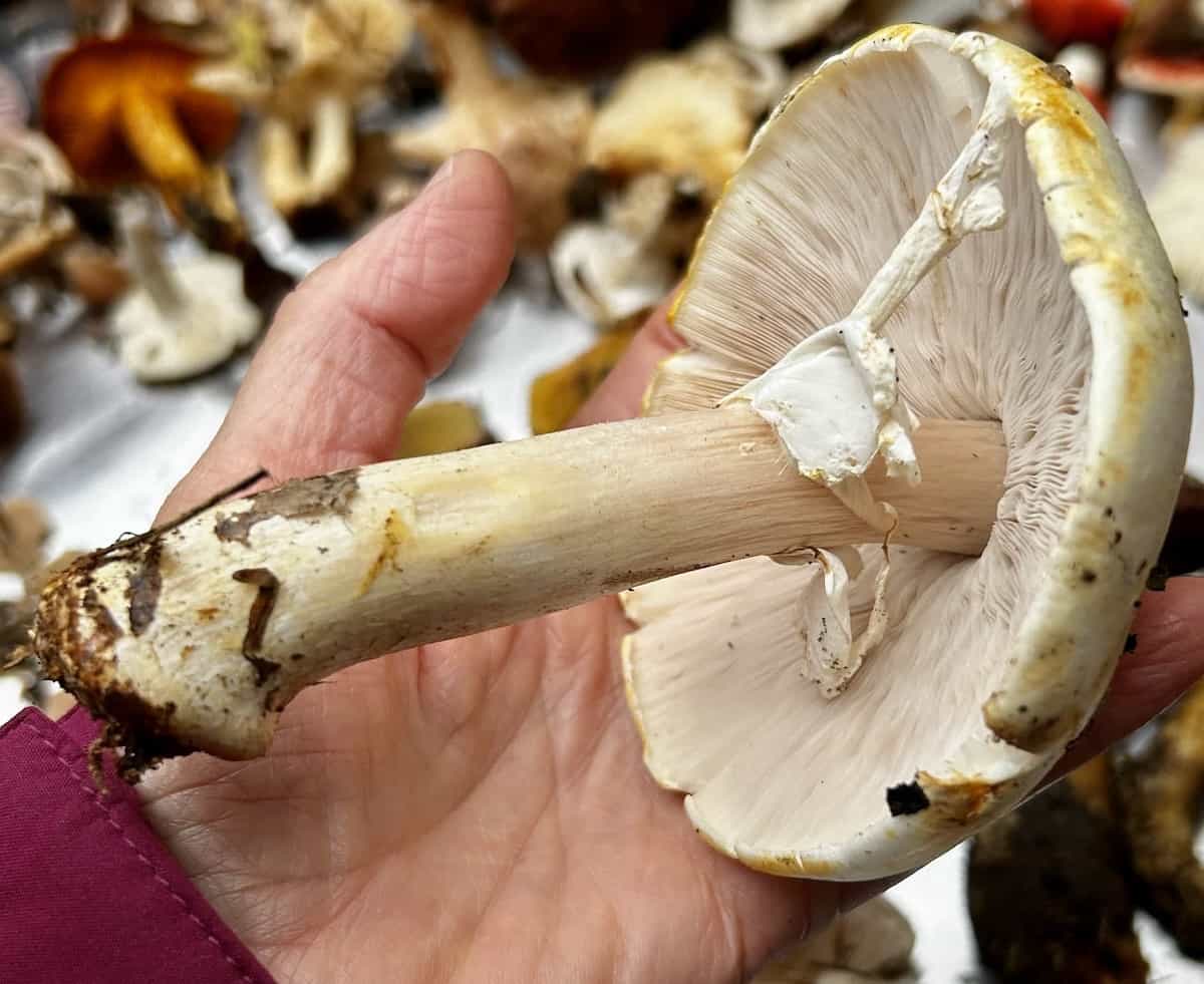 IMG 7391AgaricusAbruptibulbusIngiallente